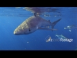 Shark Blue 8 1363